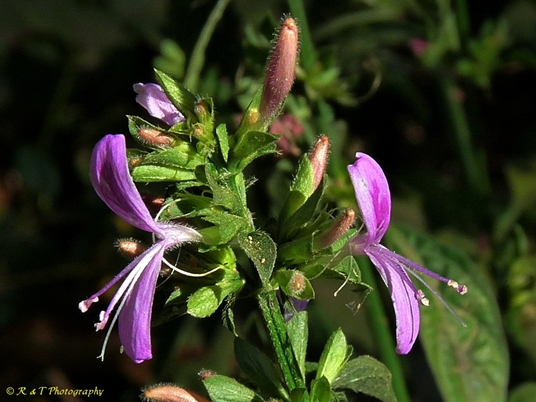 {Dicliptera brachiata}